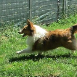 Shetland Sheepdogs from Fancypants Shetland Sheepdogs
