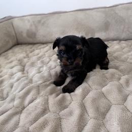 Daphne - Black and tan female Yorkshire Terrier puppy in Elk Ridge, Utah from Janita's Yorkshire Terriers