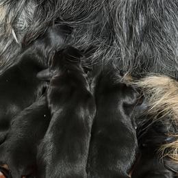 Dachshunds from Shawna's Doxies
