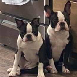 Boston Terriers from Snake River Boston’s