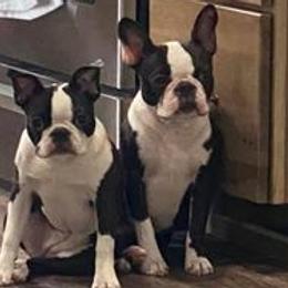 Boston Terriers from Snake River Boston’s