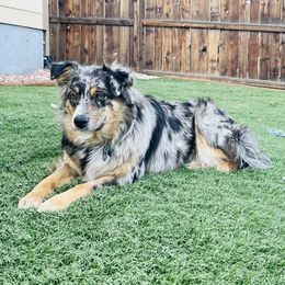 Luna - Miniature Australian Shepherd