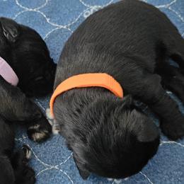 AKC SOLID BLACK MINIATURE SCHNAUZER PUPPY - GIRL 2 - Black female Miniature Schnauzer puppy in Cassatt, South Carolina from B & E Farms