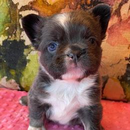 French Bulldogs from Tule Creek Frenchies