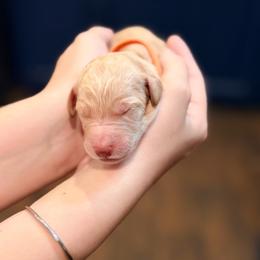 Beckett - Apricot male Goldendoodle puppy in Macclenny, Florida from Baker County Goldendoodles