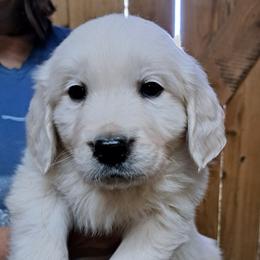 Golden Retriever puppies from Tradition Golden Retrievers