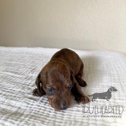 Phoebe - Brindle female Dachshund puppy in Royse City, Texas from Truehearted Miniature Dachshunds