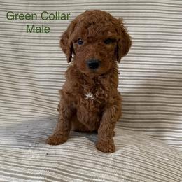 Green Collar Male - Red  male Goldendoodle puppy in Pasadena, Texas from Knightsbane Standard Poodles