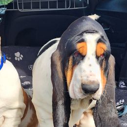 Basset Hounds and Great Danes from Show Me Great Danes