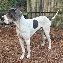 Stackhouse - Great Dane