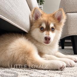 Theodore - Red and white male Pomsky puppy in Antelope, California from LittleLoyalz