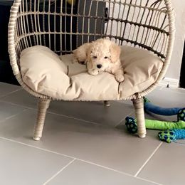 Poodle Puppies from Murphy’s Minis