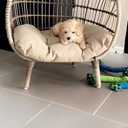 Poodle Puppies from Murphy’s Minis
