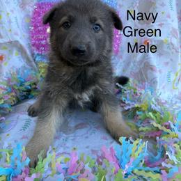 Male 7 - Blue male German Shepherd puppy in Holladay, Tennessee from Mercedes Gumbel