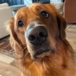 EVERYTHING IS BETER WITH CHEDDAR - Golden Retriever