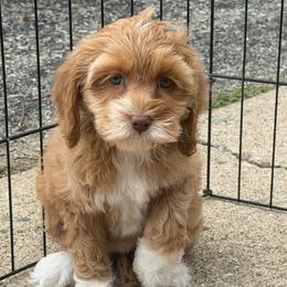 Bliss - Red and white female Cockapoo puppy in Connersville, Indiana from MoonShine Babies
