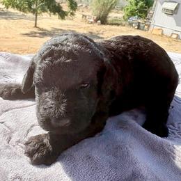 Hades - Black male Poodle puppy in Meadowbrook, California from Standard Poodle Pups