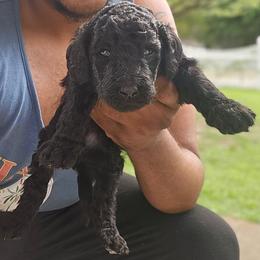 Boy 1 - male Poodle puppy in Columbia, South Carolina from Tommy Jones