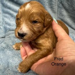 Fred - Red  male Goldendoodle puppy in Golden, Colorado from Golden Mesa Doodles