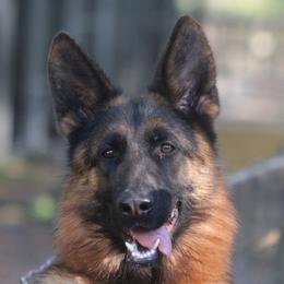 Athena - German Shepherd