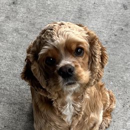 Cocker Spaniels from Boone Best Cocker Spaniels