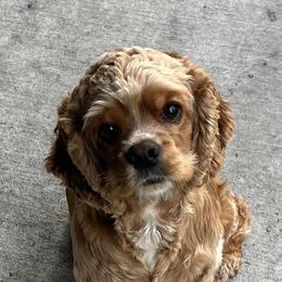 Cocker Spaniels from Boone Best Cocker Spaniels