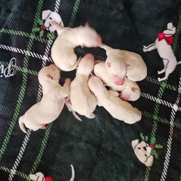 2nd Pick Female - White female West Highland White Terrier puppy in Mayo, Florida from Carrot Tails LLC