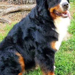 Bernese Mountain Dogs from Evergreen