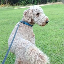 Simba - Poodle