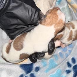 Luna - Piebald female Dachshund puppy in Moreno Valley, California from Purpleheart_doxiess