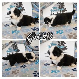 Girl 3 - Black and white female American Corgi puppy in Natchitoches. La, Louisiana from Bleu Bayou Corgis