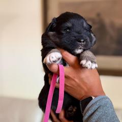Pink Girl - Black female Finnish Lapphund puppy in Redding, California from AlpenGlō Kennels