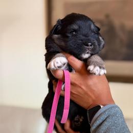Pink Girl - Black female Finnish Lapphund puppy in Redding, California from AlpenGlō Kennels