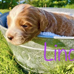 Bernedoodle, Cockapoo, and German Shorthaired Pointer Puppies from Filipiak Breeders