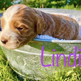 Bernedoodle, Cockapoo, and German Shorthaired Pointer Puppies from Filipiak Breeders
