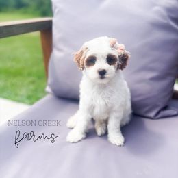 Snow White - Parti female Maltipoo puppy in Huntsville, Texas from Nelson Creek Farms