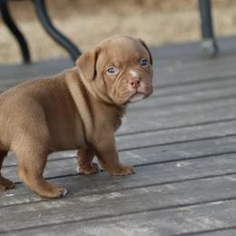 Boy 2 - Chocolate tri-color male American Bully puppy in Dixon, Kentucky from Haymaker Bully Camp