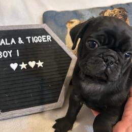 Black boy 1 - Black male Pug puppy in Norborne, Missouri from Pug Palace