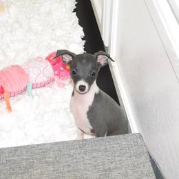 Tiffany Female 1 - Blue female Italian Greyhound puppy in Sparta Tn And Caryville Fl, Tennessee from Summerwind Kennel