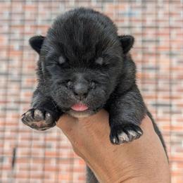 Saki's Girl - Black female Akita puppy in South Carolina from Sierra Mountain Akitas