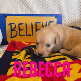 Rebecca - Golden female Golden Retriever puppy in Salt Lake City, Utah from Soaring golden retrievers