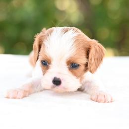 Jackson - Blenheim male Cavalier King Charles Spaniel puppy in Lawton, Oklahoma from Lindsey’s Cavies