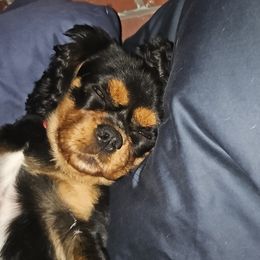 Finn - Cavalier King Charles Spaniel