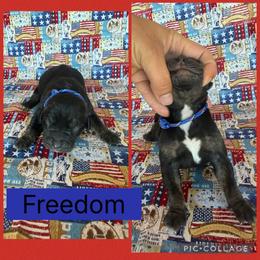 Freedom - Black male Catahoula Leopard Dog puppy in Forbes, Minnesota from North Country Catahoulas