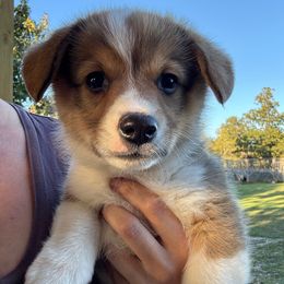 Pretty red boy with nice white markings - Red male Pembroke Welsh Corgi puppy in Missouri from Cooler Farms Corgis