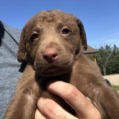 Chesapeake Bay Retrievers from Kilbourn Chesapeakes