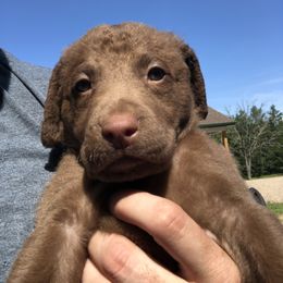 Chesapeake Bay Retrievers from Kilbourn Chesapeakes