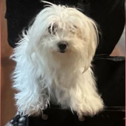 Maltese puppies from Cooley's Cuddle Pups