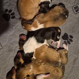 Collie puppies from C4 Collies