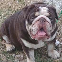 Bulldogs from Copemans English Bulldogs